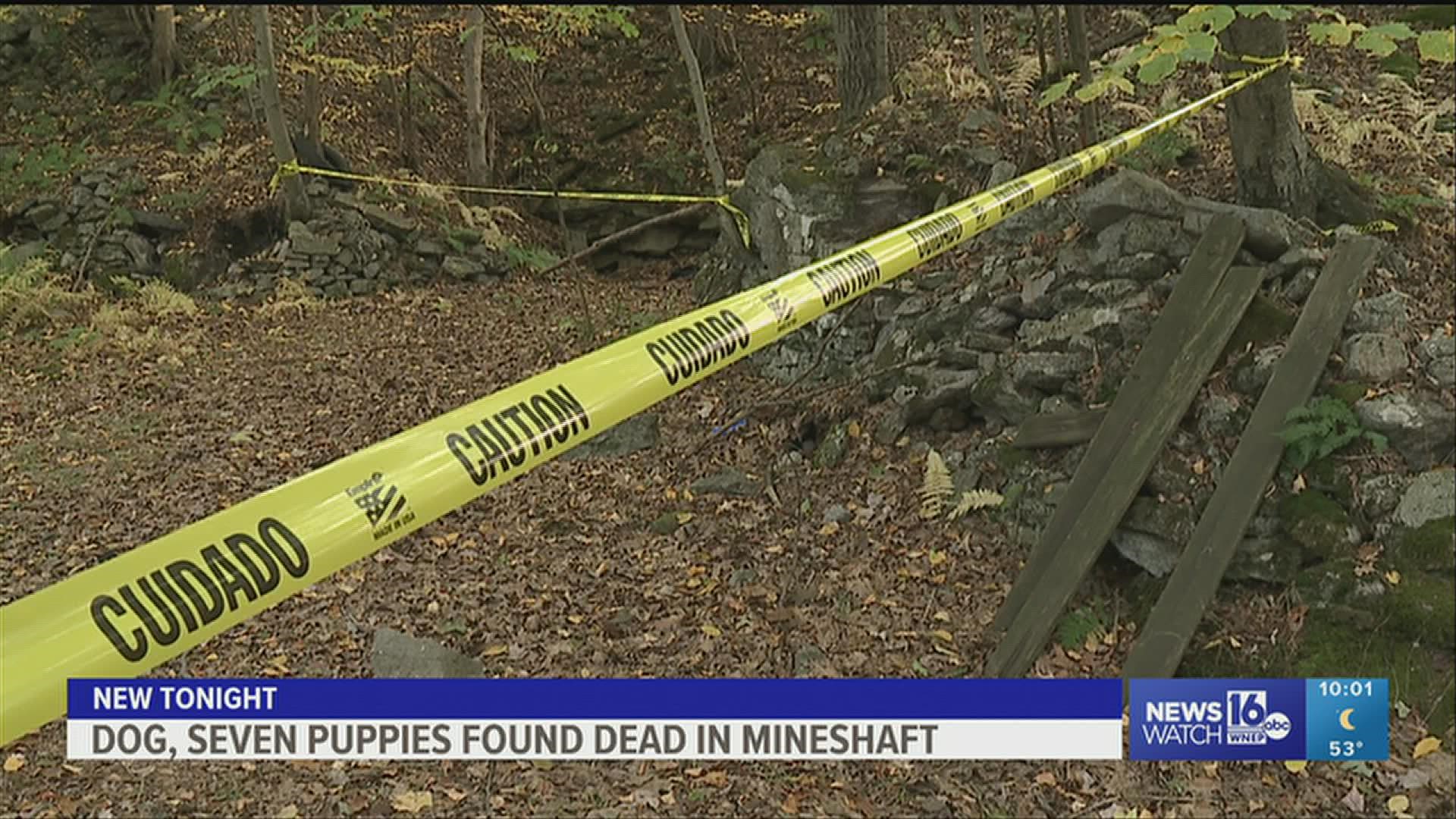 One male dog and seven puppies were found dead in an abandoned mineshaft in Cass Township.