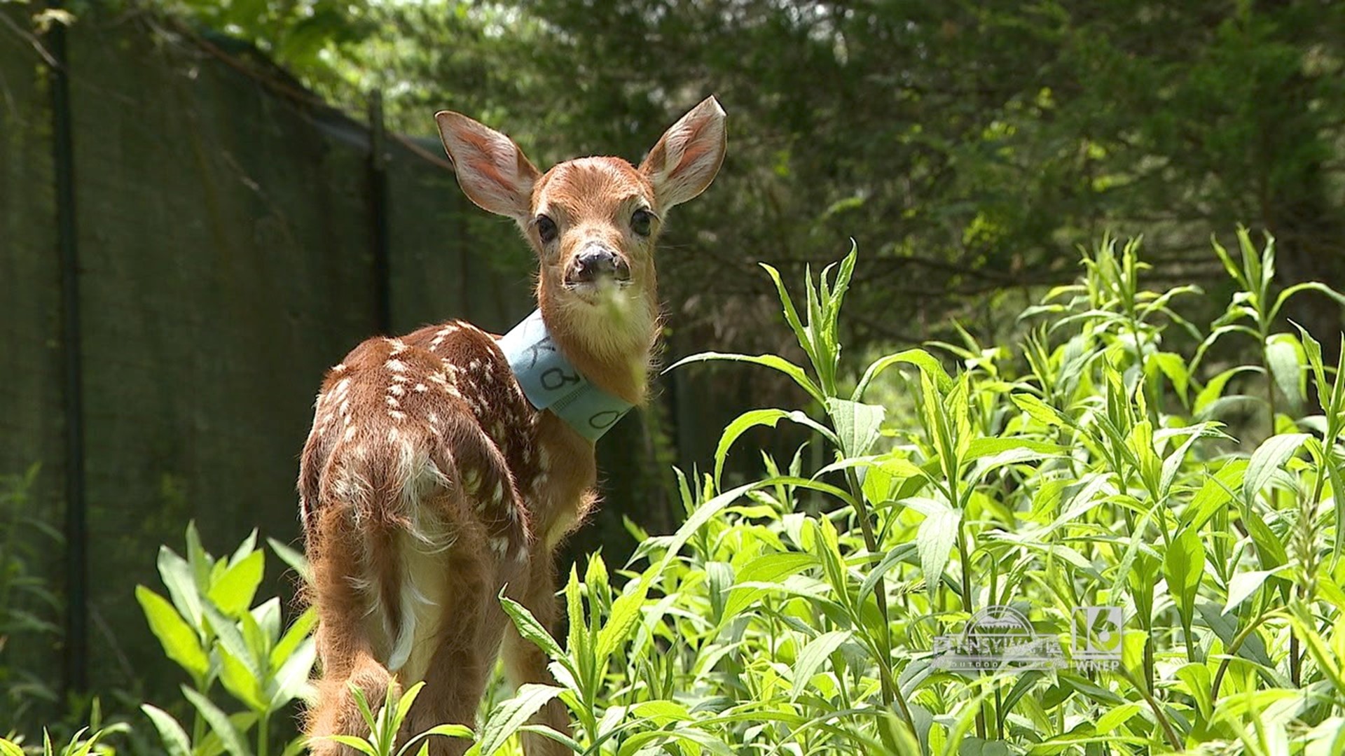 Pocono Wildlife Rehabilitation and Education Center