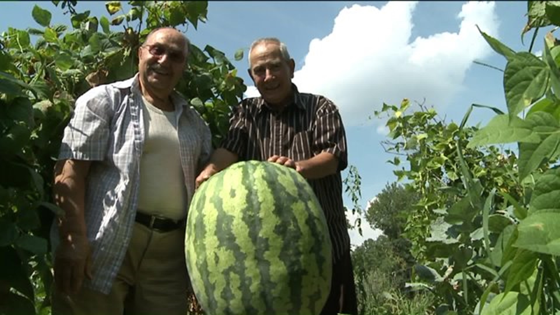 100-Pound Watermelon Grown in Scranton