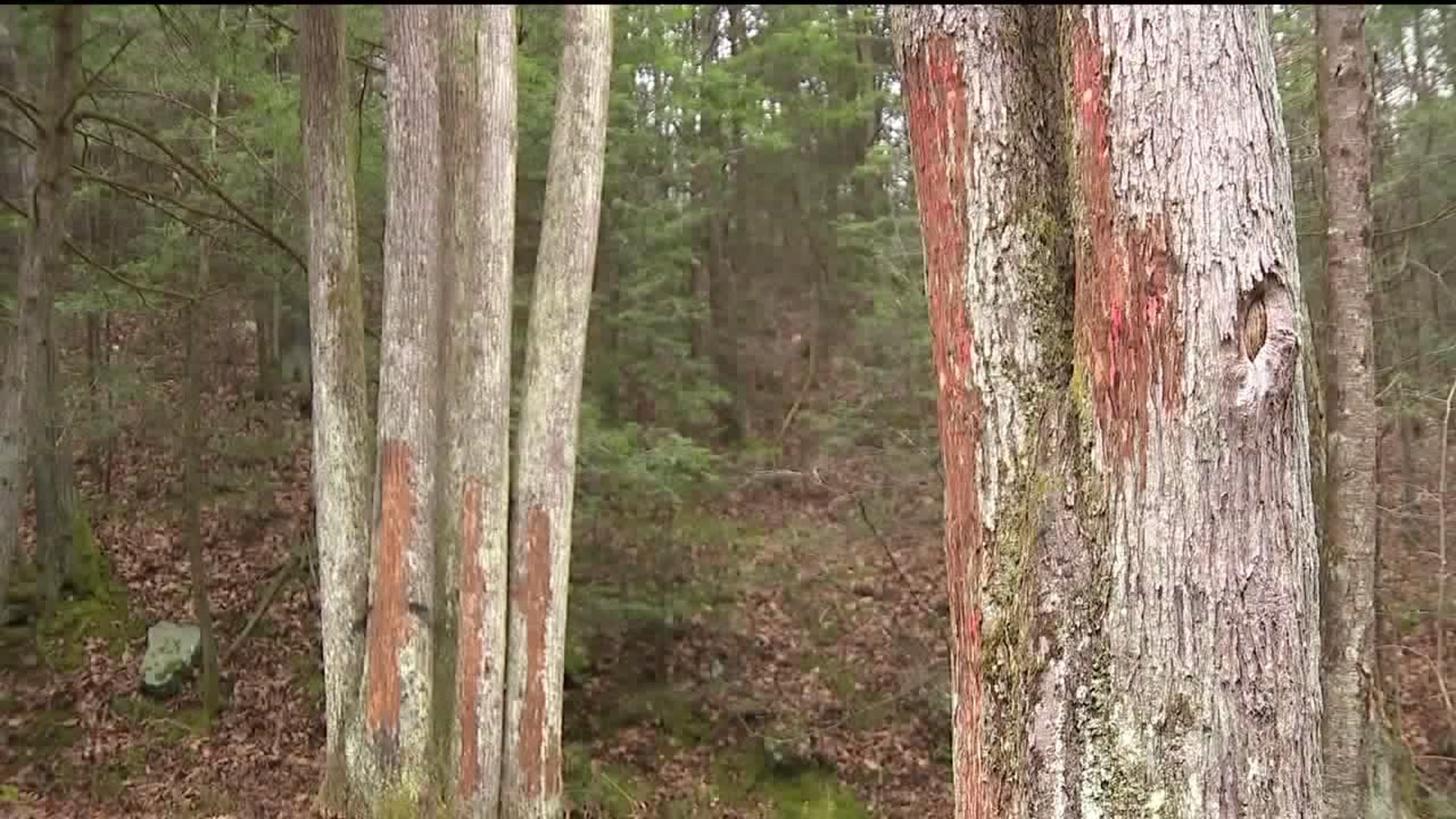 Man Charged with Vandalizing Bald Eagle State Forest