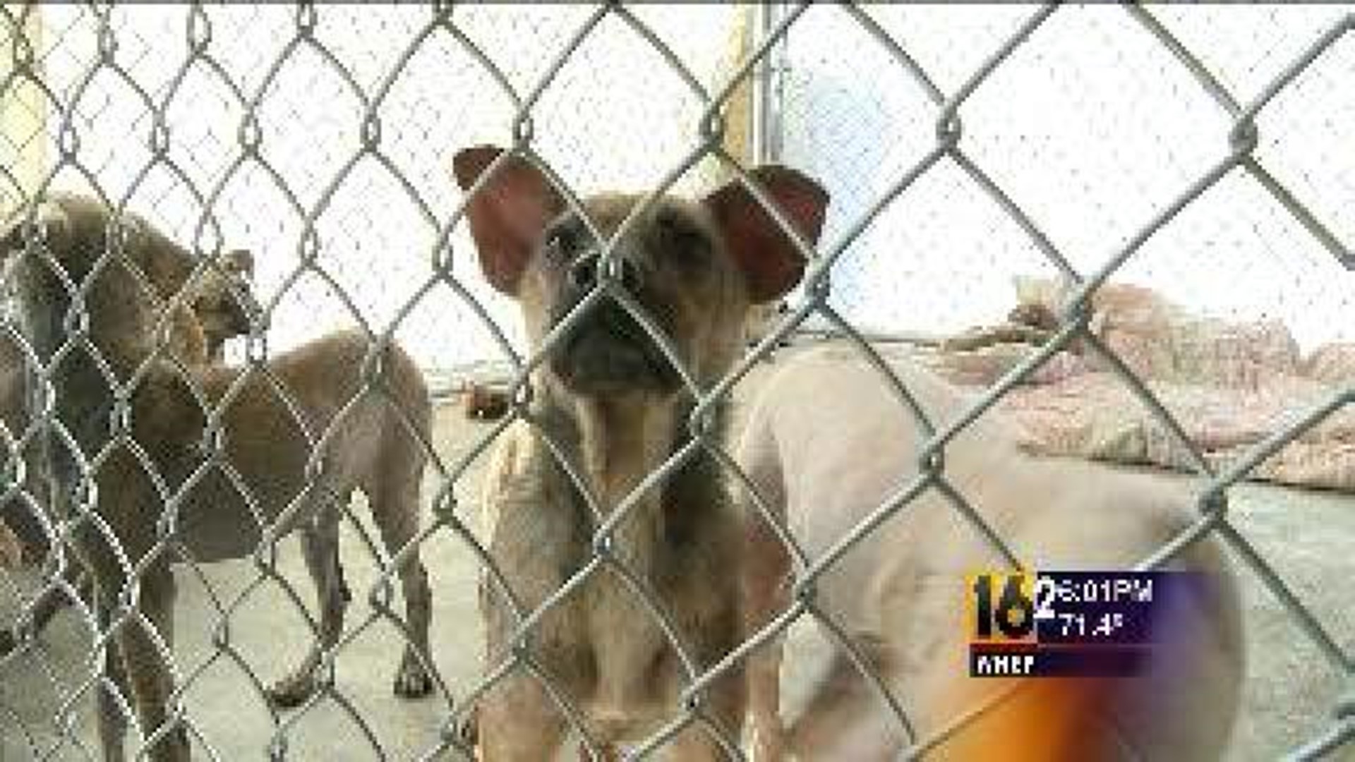 Rescued Dogs in Shelter, Foster Care