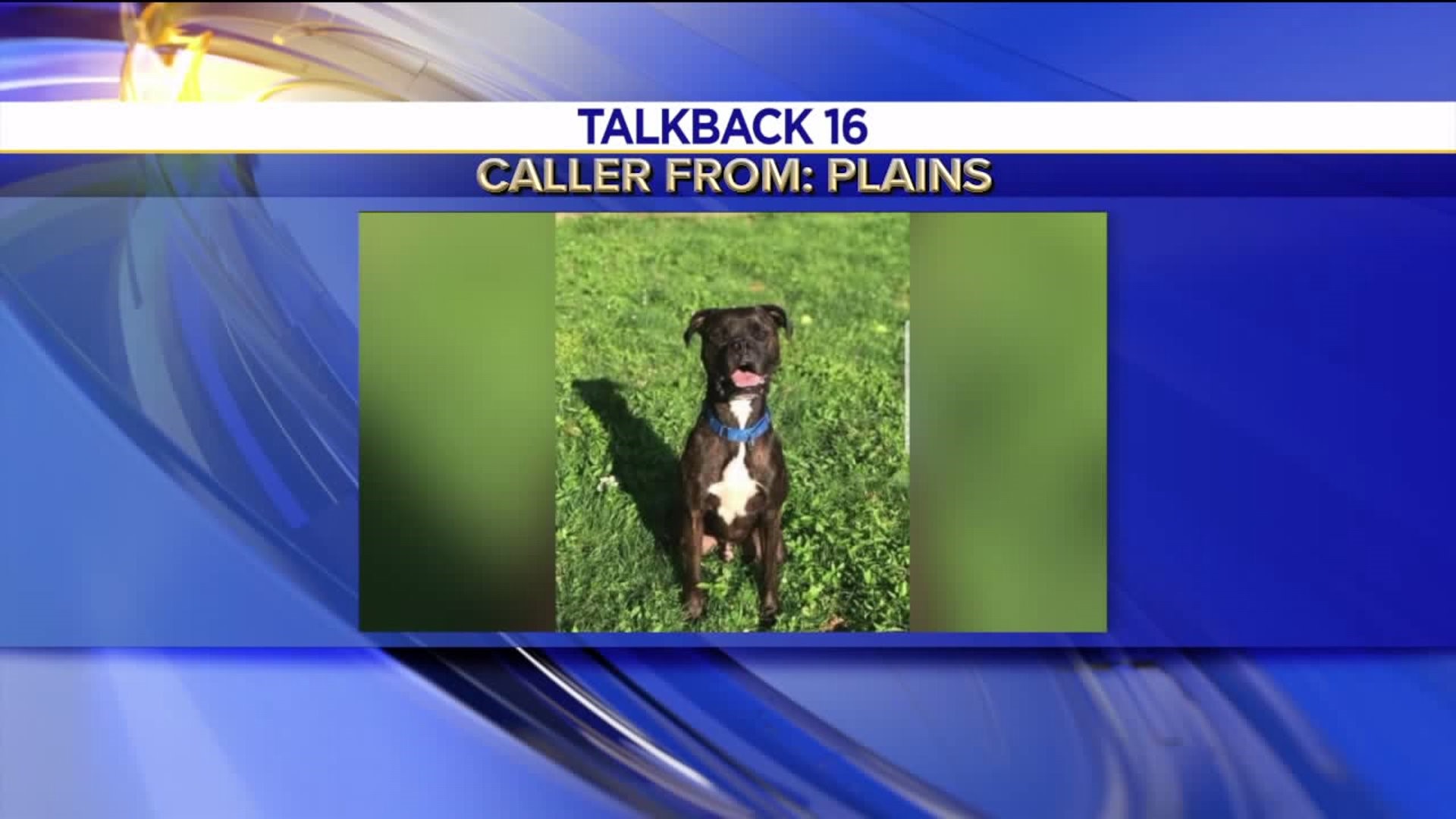 Talkback 16: Dog Killed After Attacking Volunteer