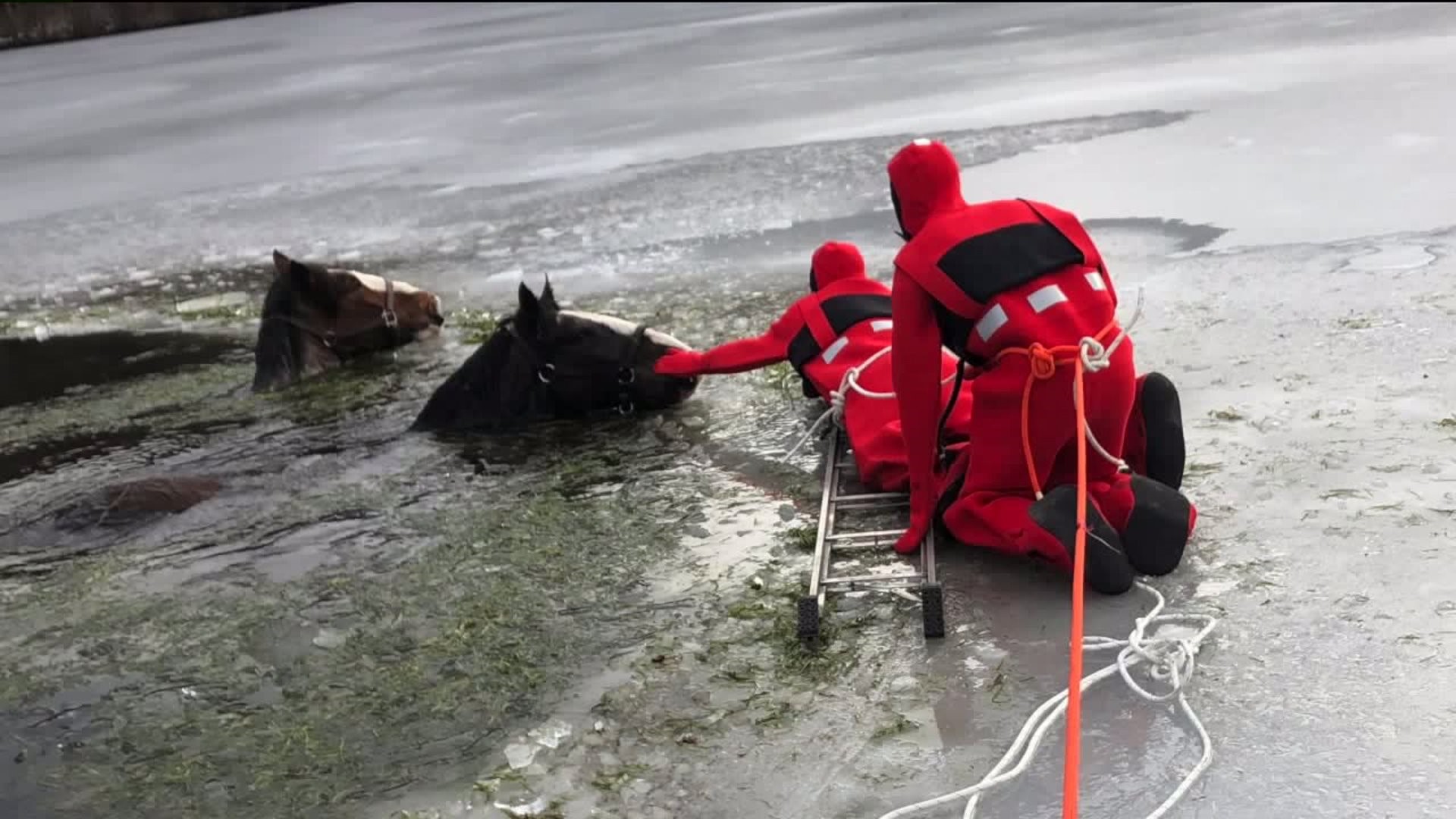 Clydesdale Horses Rescued from Frozen Lake