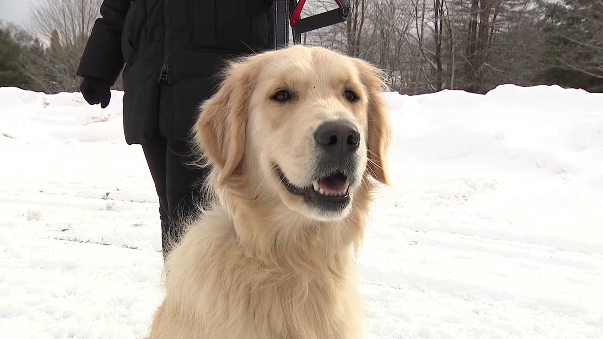 A golden retriever that went missing around Thanksgiving, is finally back home with her family.