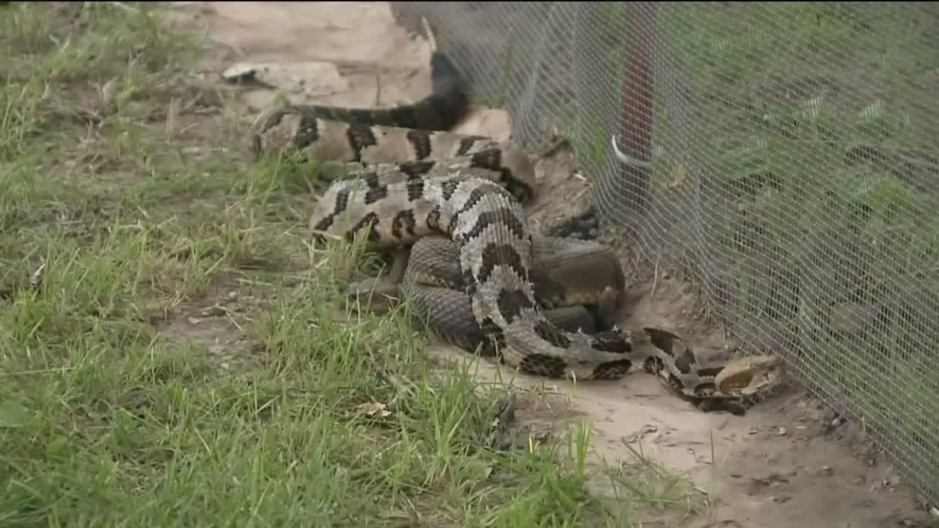 Rounding up Rattlesnakes