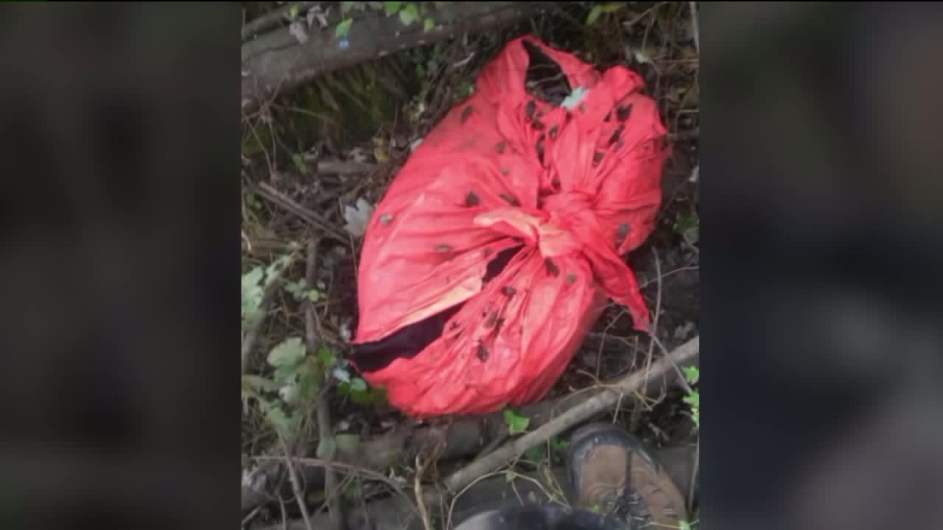 Investigating Dead Dog Found in Duffel Bag