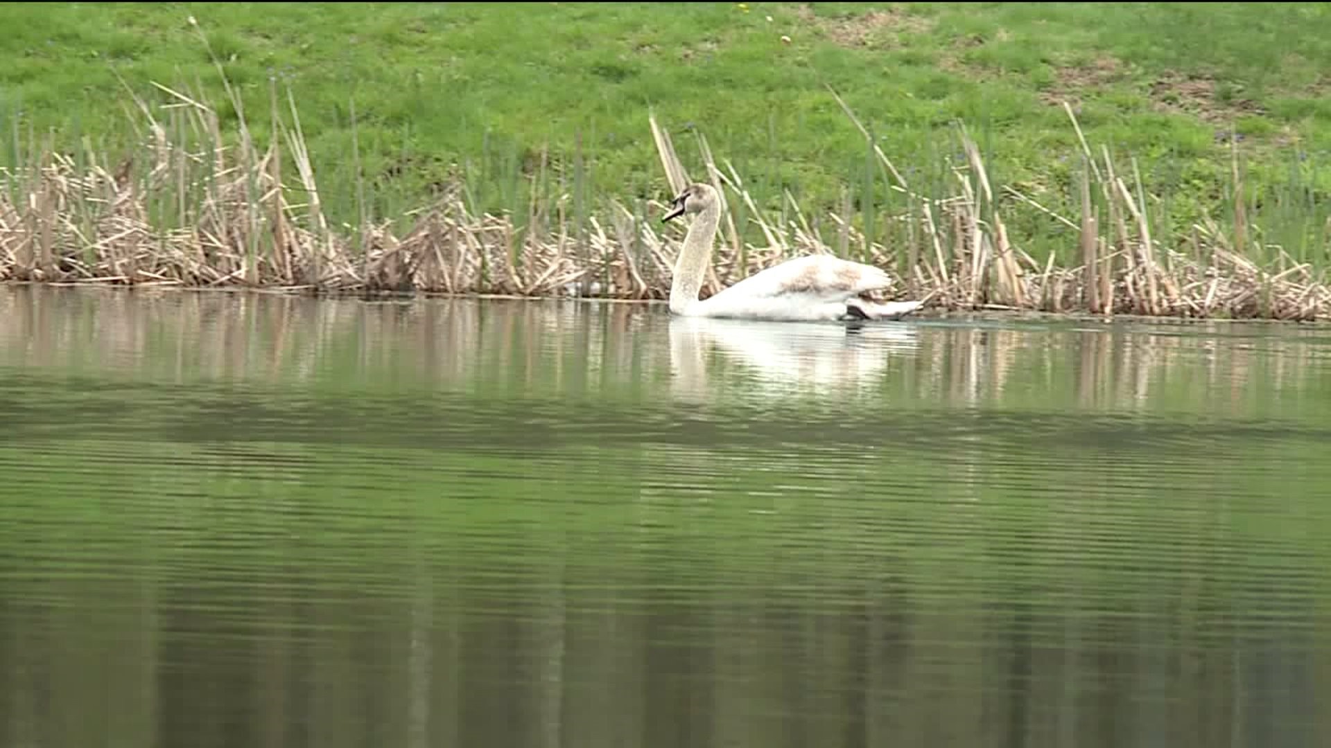 Swan Found, Looking For Its Mate