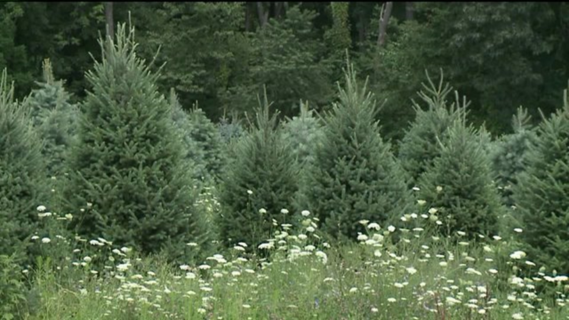 White House Christmas Tree Coming From Carbon County