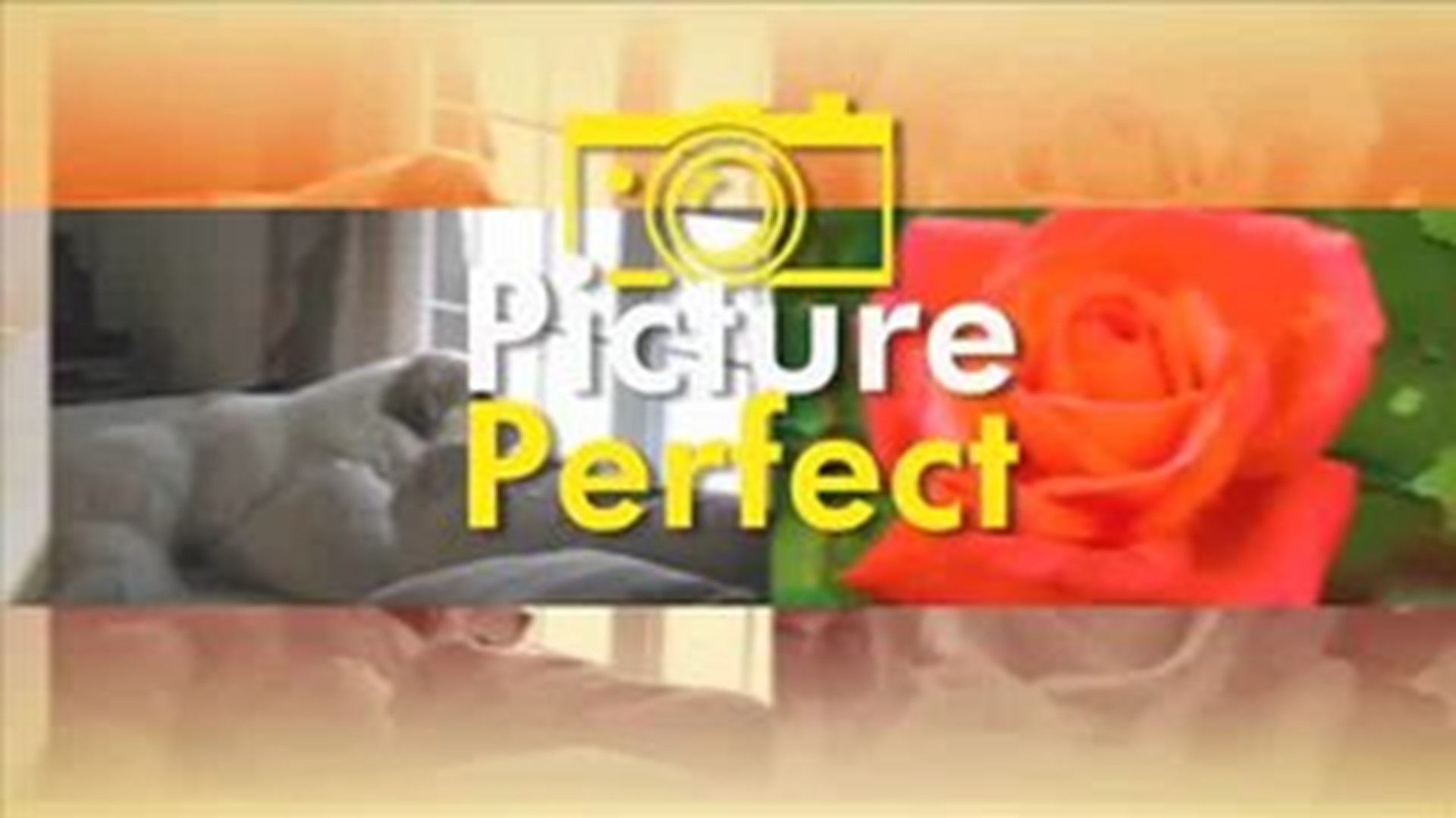 Picture Perfect 3/31/12