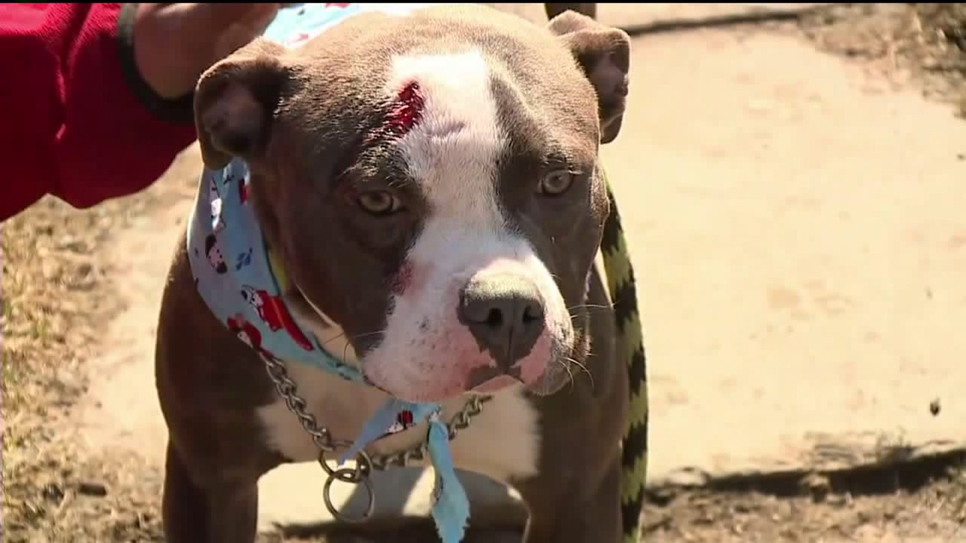 Injured Dog Found Tied to Bench at Animal Shelter