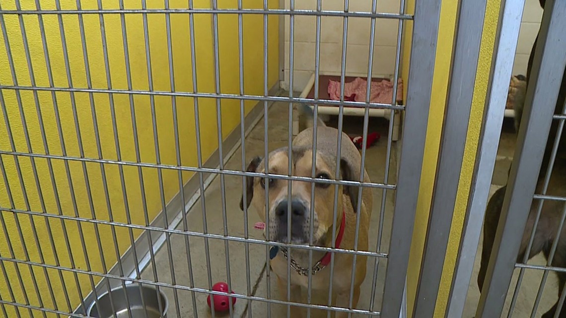 ‘No-Kill’ Animal Shelter Admits to Euthanizing at Least 7 Healthy Dogs ...