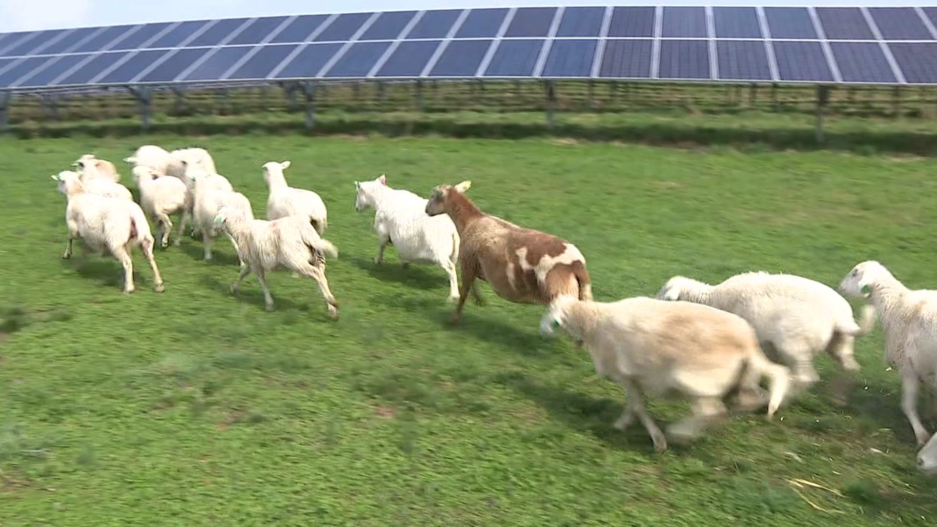 Some popular residents have returned to Susquehanna University, but they aren't college students. 40 sheep spend part of the year at the university's solar array.