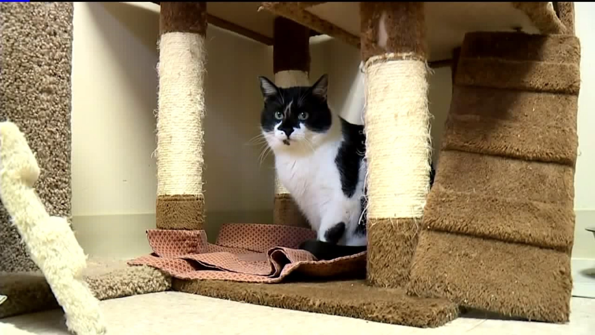 Cats Overloading Shelter in the Poconos
