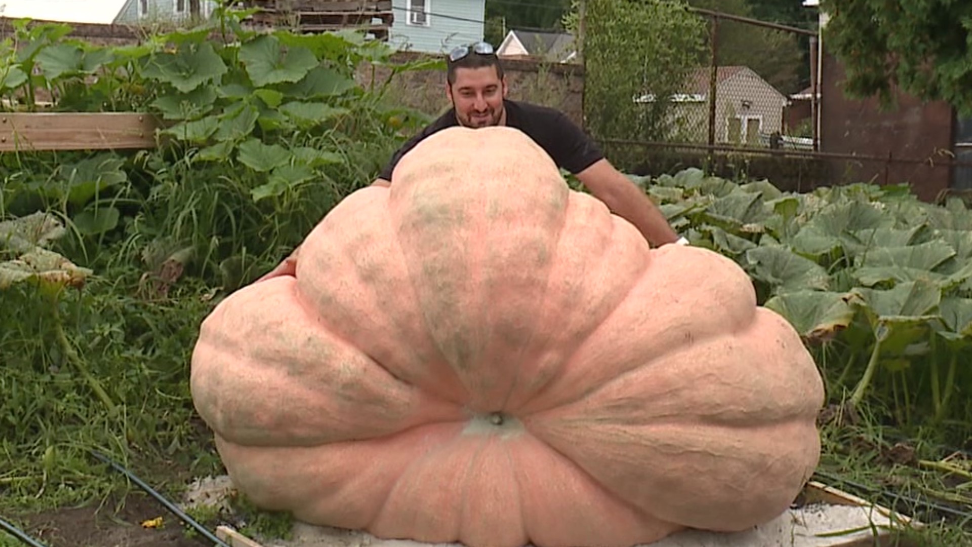 The great gourd weighing nearly 2,000 pounds will soon be picked and sold.