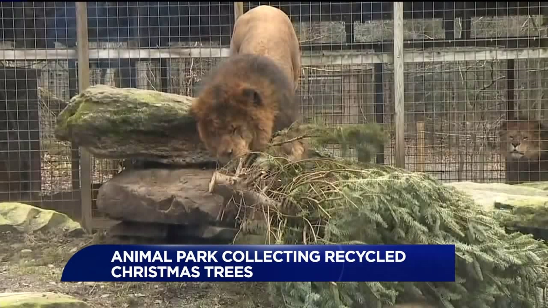 Claws `N` Paws Animal Park Collecting Recycled Christmas Trees