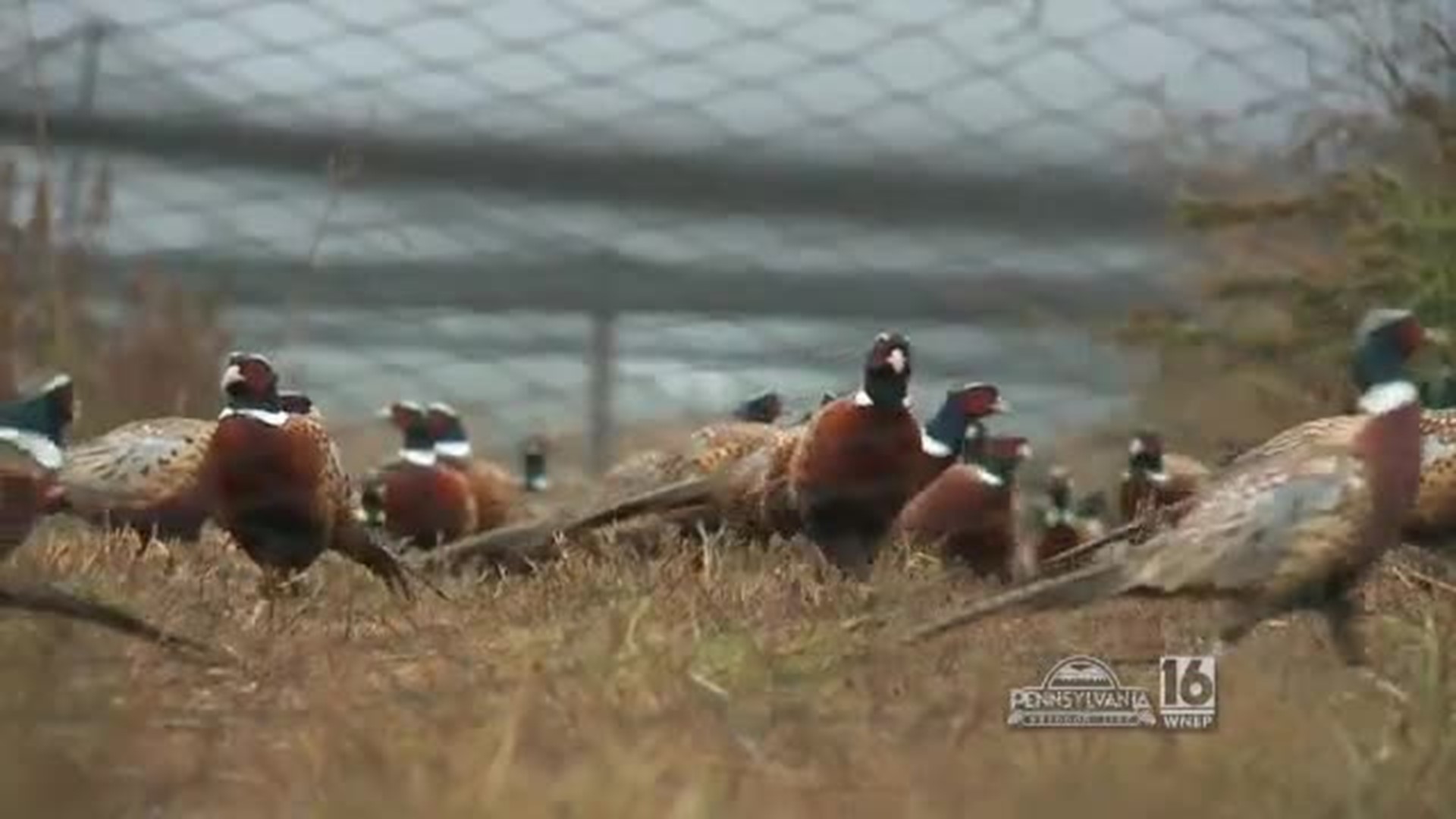 Loyalsock Game Farm Pheasant Roundup