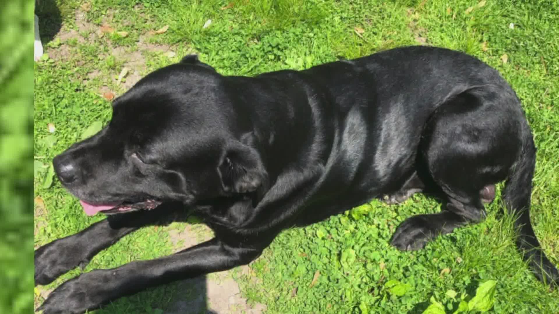Troopers say the black lab was on a leash in his own backyard when he was killed.