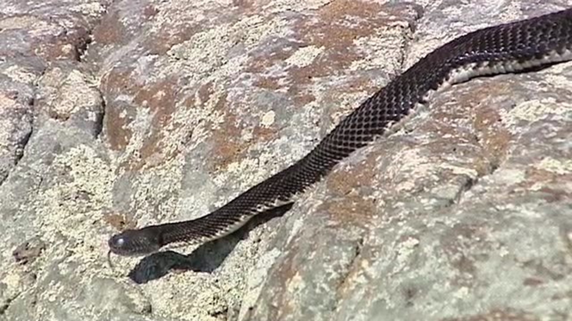 Rattlesnakes with Rick Koval