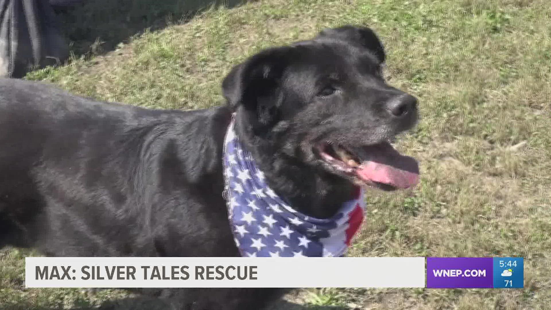 In this week's 16 to the Rescue, we meet an 11-year-old lab mix named Max who's owner got too old to care for him.