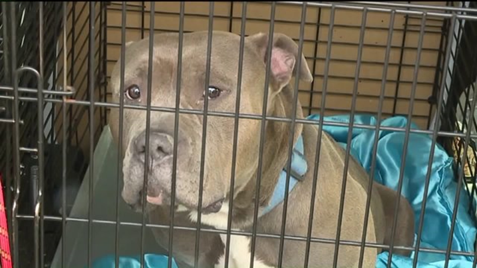 Abanoned Animals Rescued in Plymouth