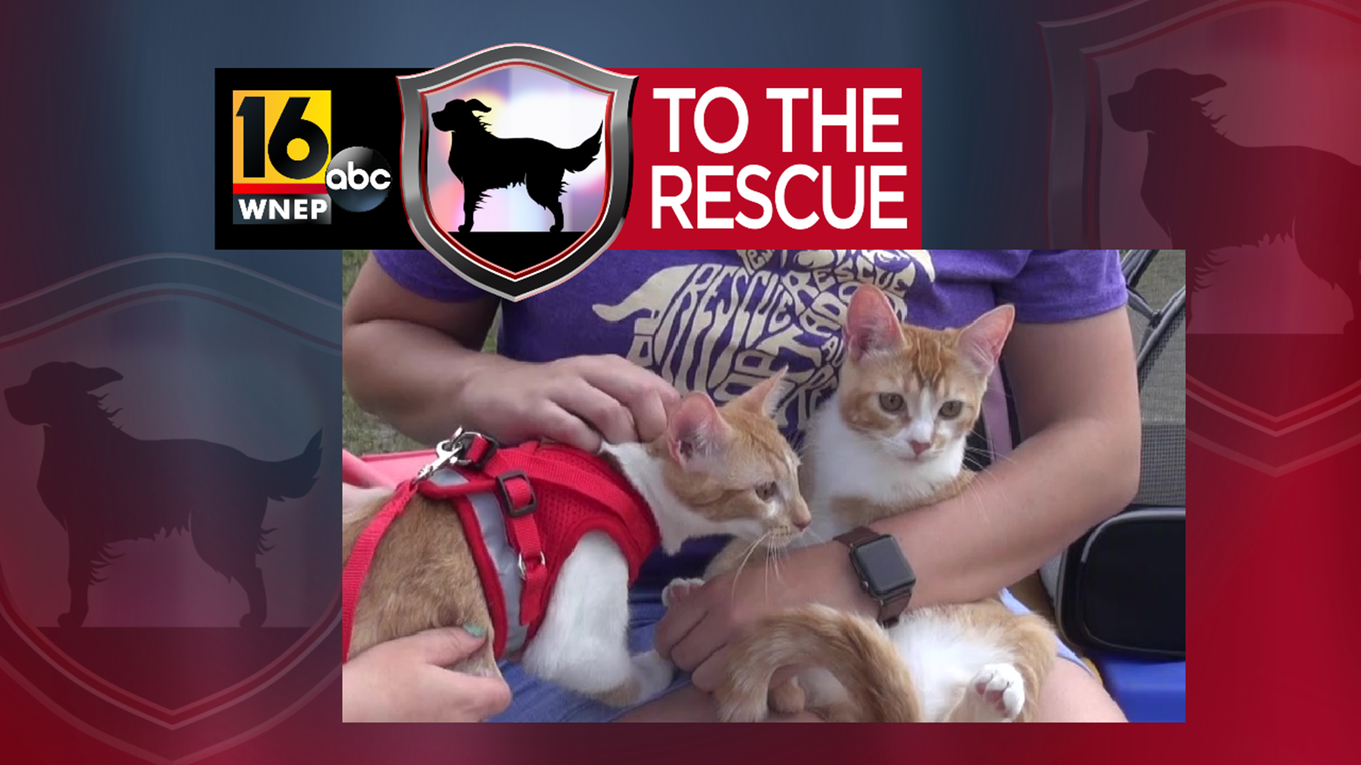 In this week's 16 To The Rescue, we meet 4-month-old kitten brothers with opposite personalities, but that is what makes them the perfect pair.
