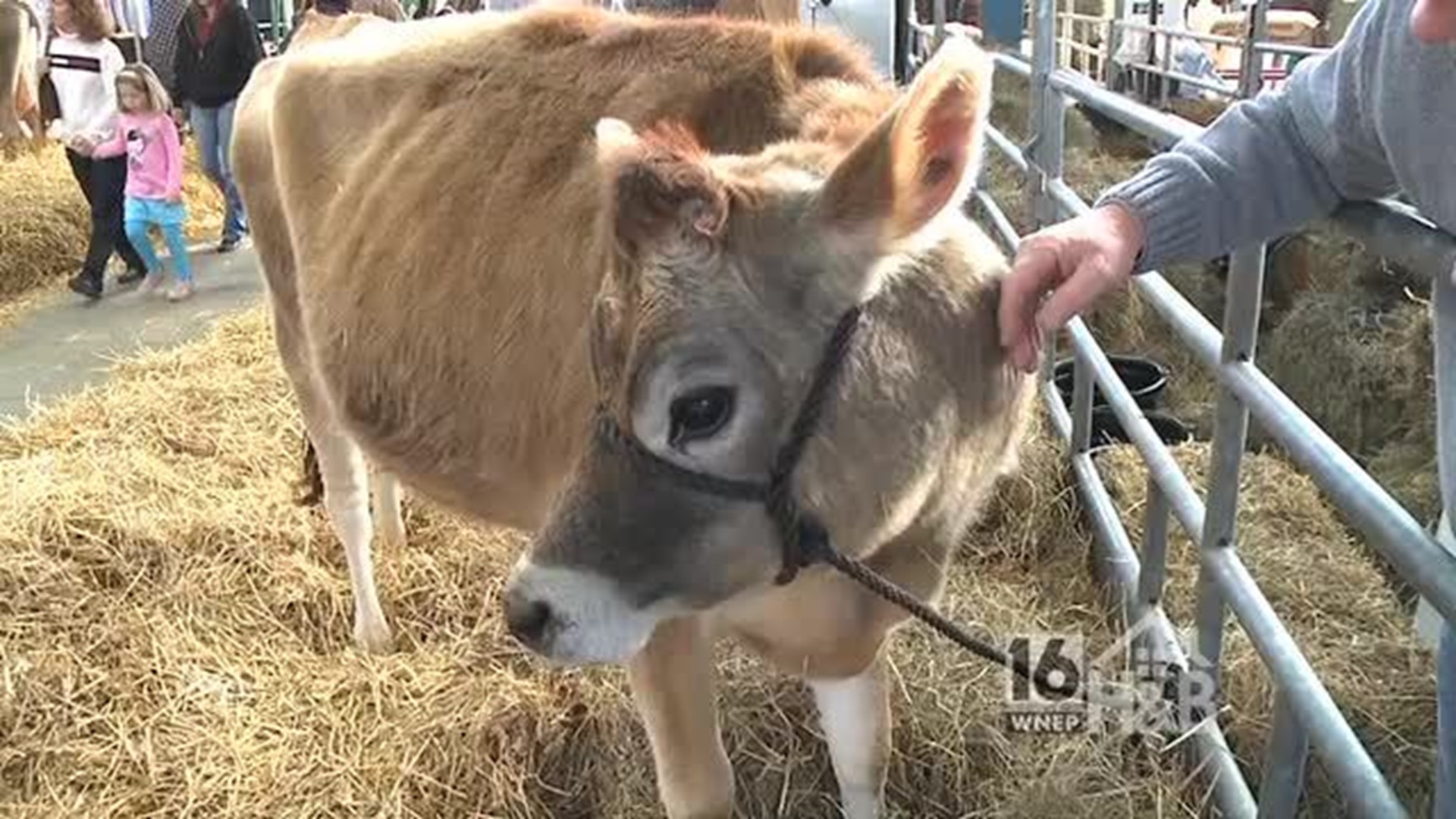 PA Farm Show 2013 - Prettiest Cow