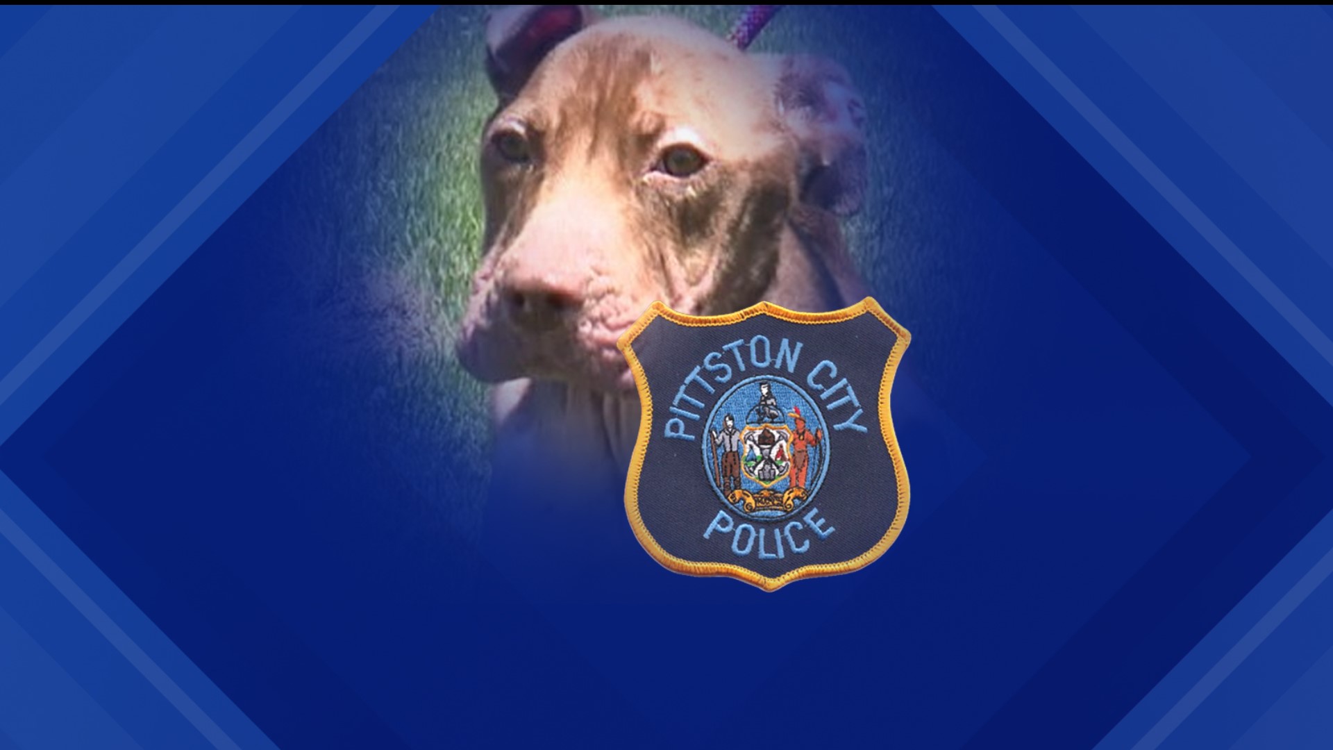 The dog, named Nova by Pittston police officers, was found abandoned and emaciated last week.