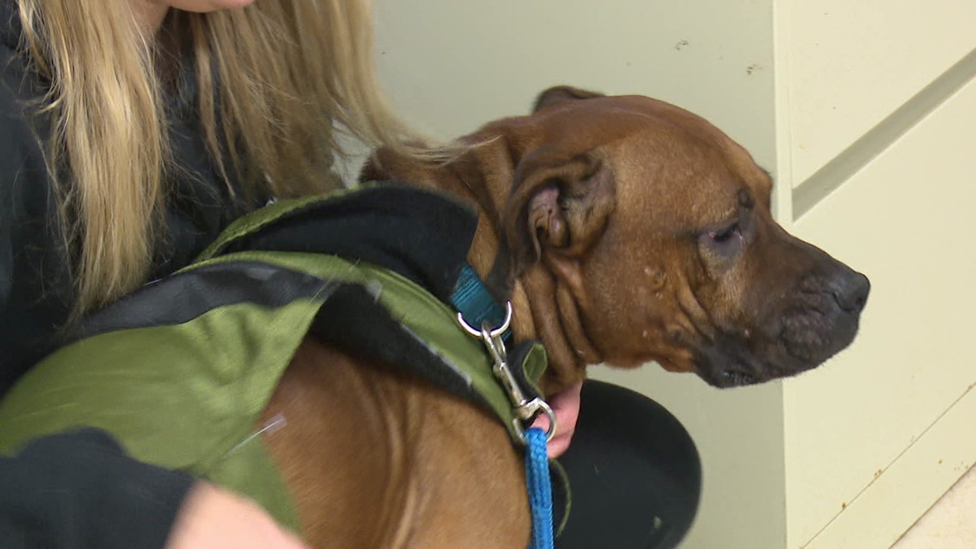 Police are after the person who was spotted throwing a dog out of a car. The animal shelter that rescued him says this is not the first time that happened this week.