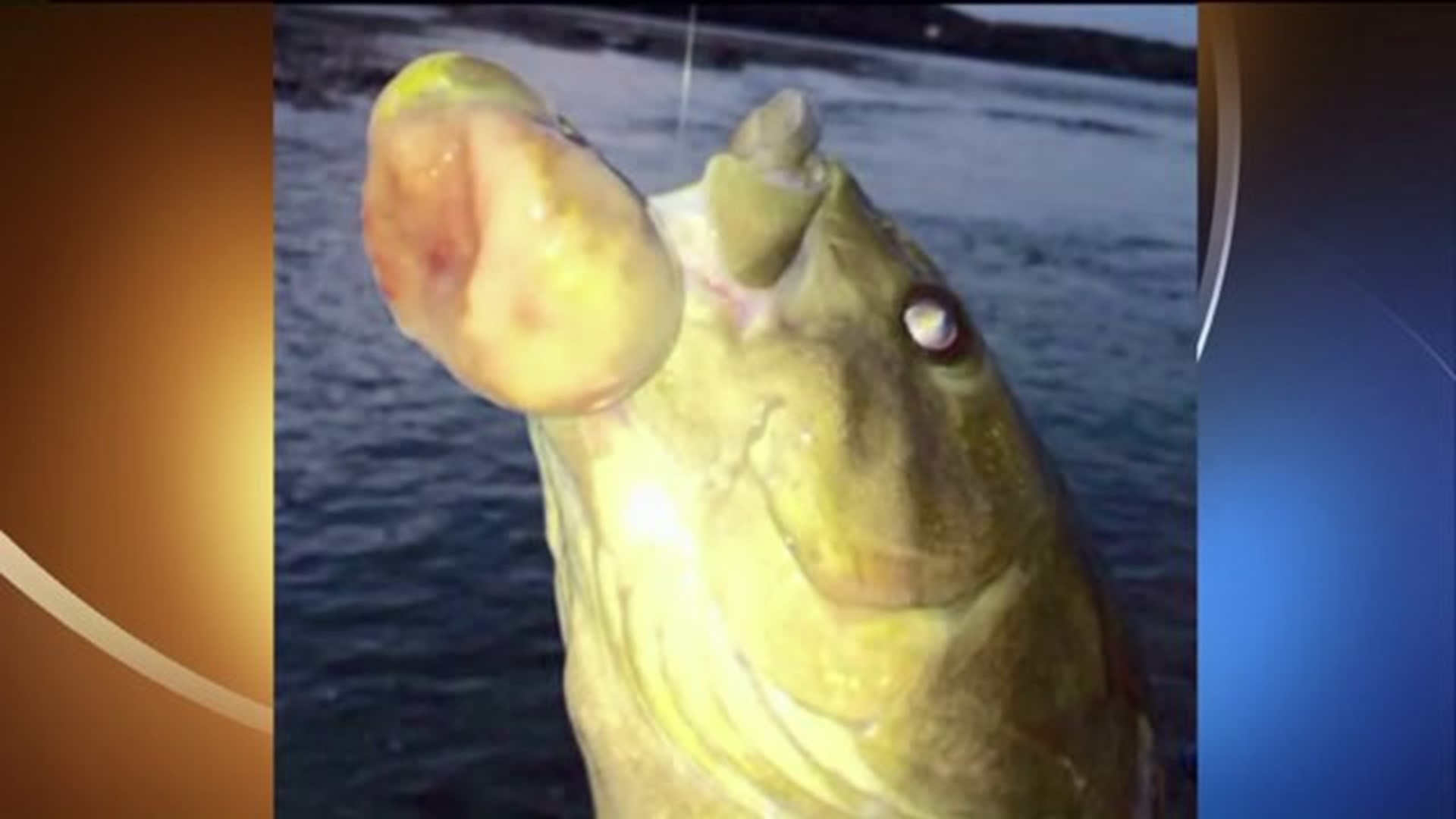 DEP Report: What`s Killing the Fish in the Susquehanna River?