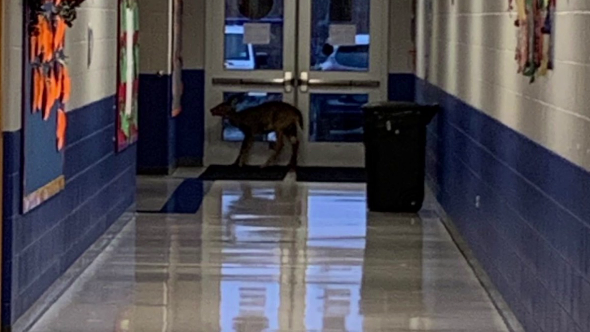 A deer made its way into North Schuylkill Elementary School this week. Friday, deer costumes were worn during the Halloween parade.