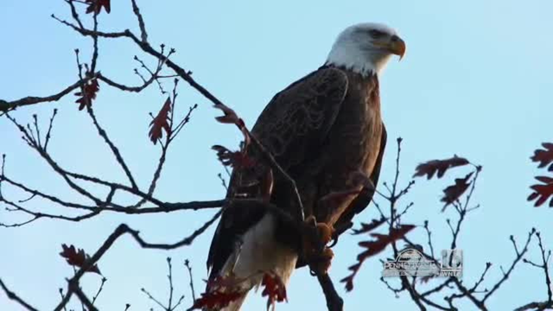 Bald Eagle Watching Tips and Etiquette