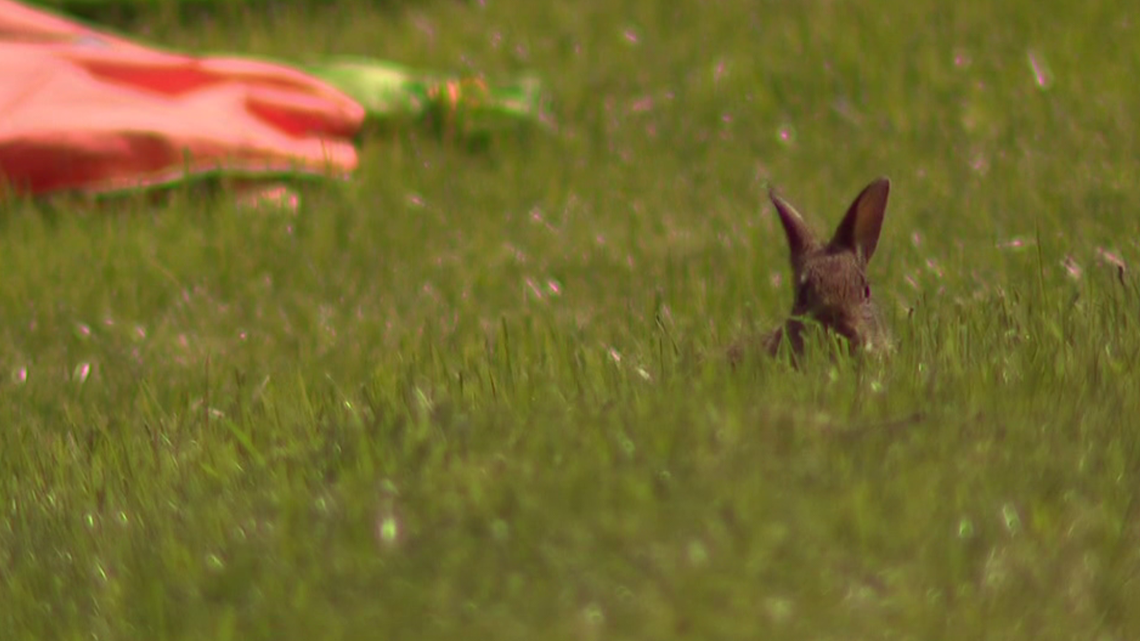 Boulder County's 'bunny guru' nurses injured rabbits back to