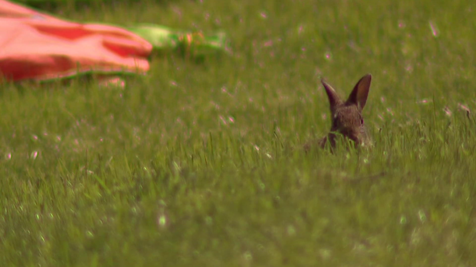At this time of the year, it is not uncommon to find baby bunnies, called kits, or a bunny
nest in your backyard.
