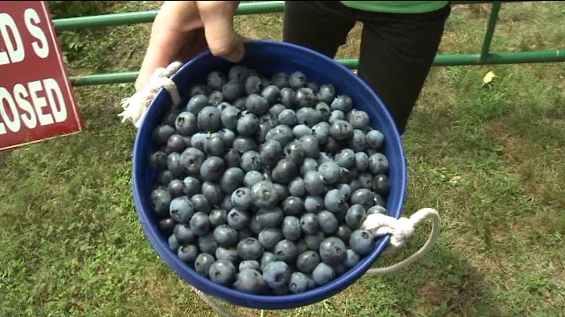 Buckets of Blueberries | wnep.com