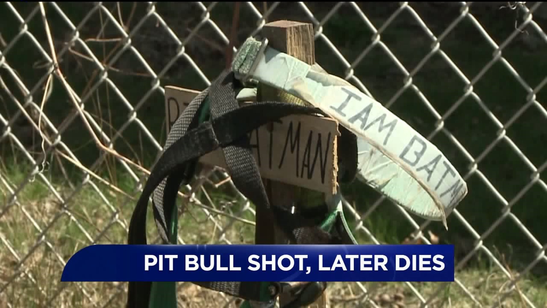 Pit Bull Shot, Later Dies