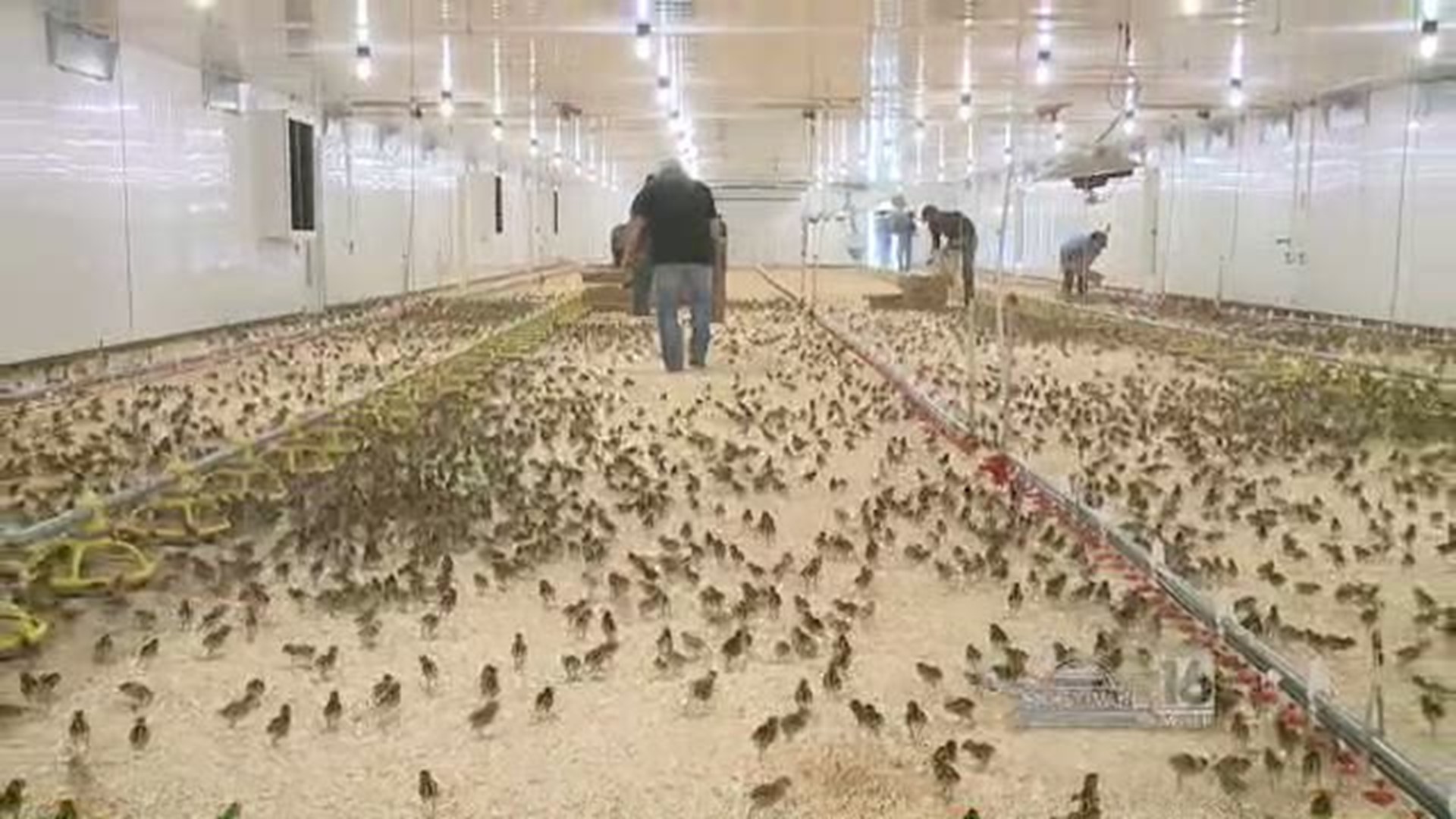 Pennsylvania's Pheasant Program Changes