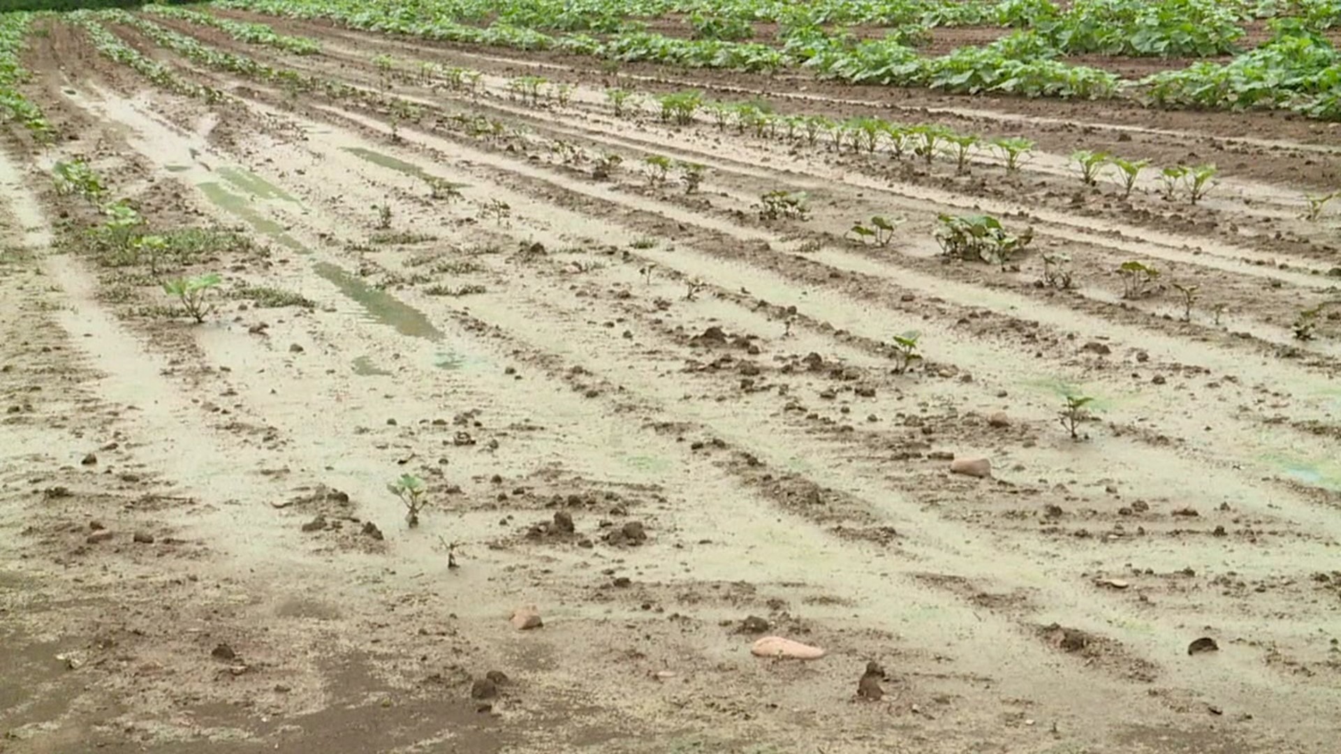 Farmers in Lycoming County say the recent weather has been great for the growing, but that constant rain and heat could have some negative side effects.