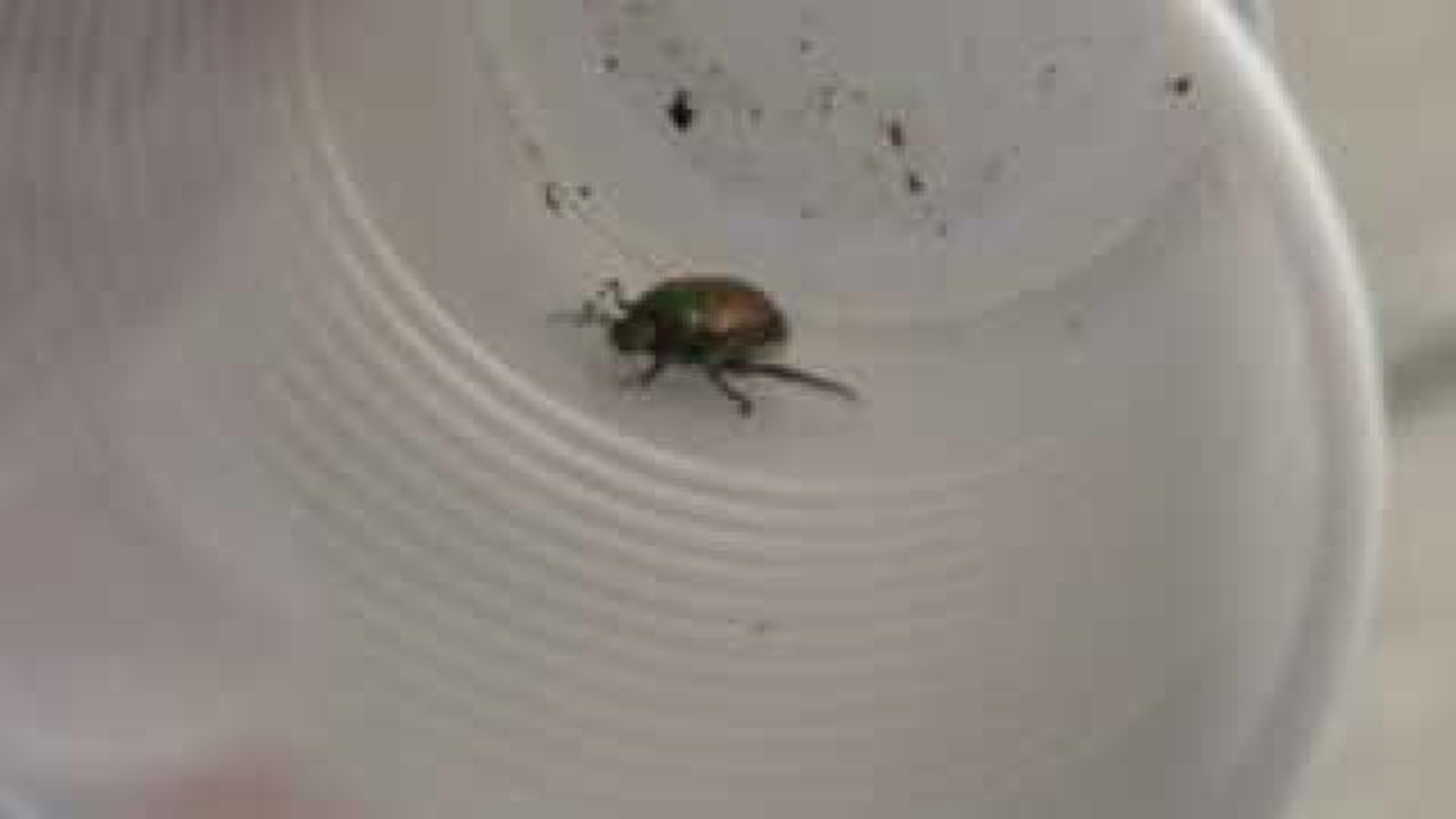 Are Japanese Beetles From Japan?