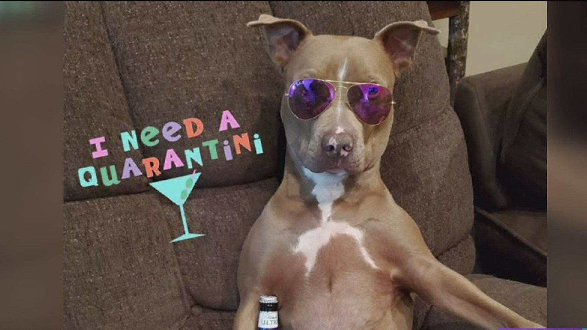 Dog dons costumes during quarantine