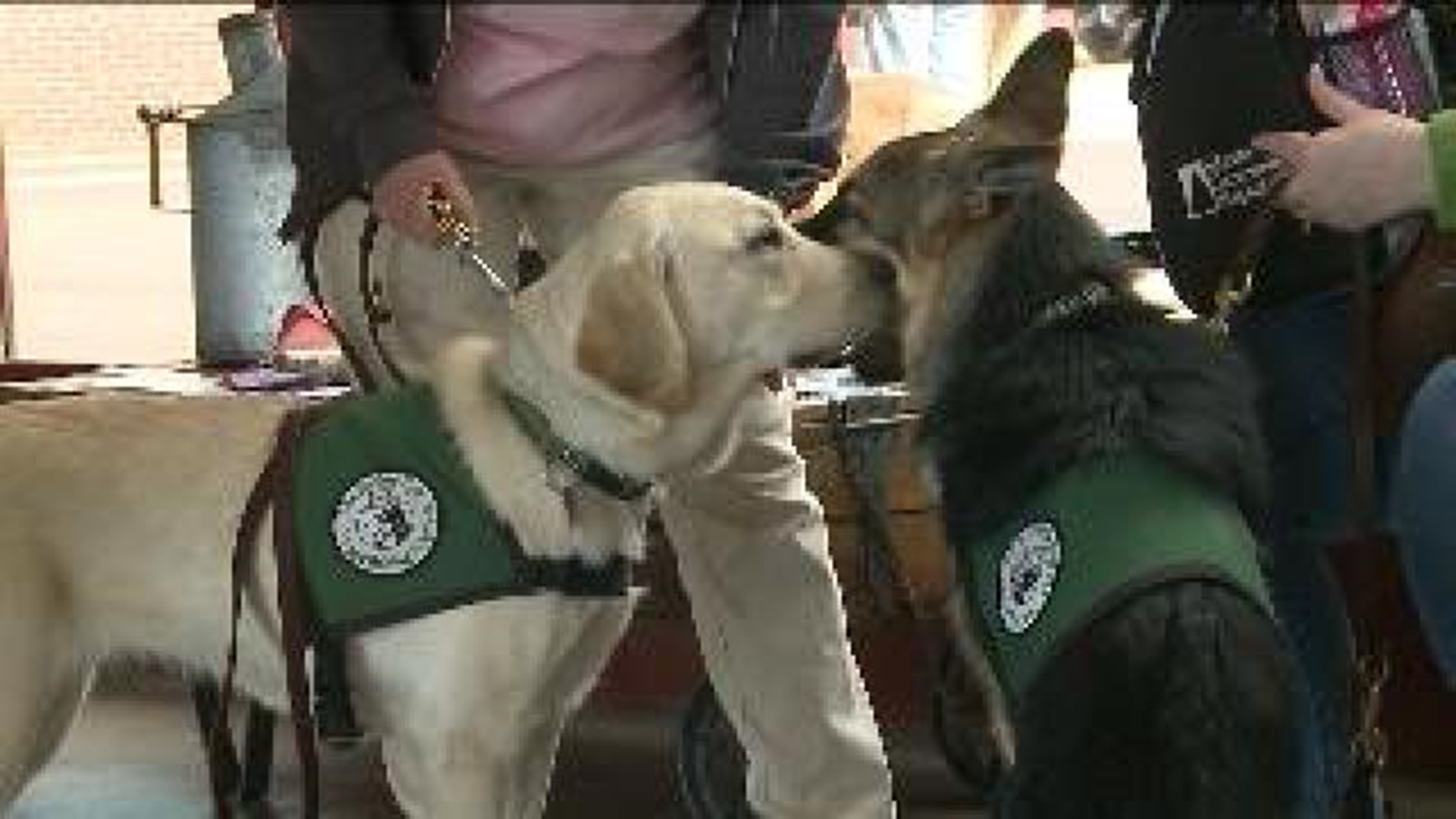Guide Dogs Show Off Their Skills