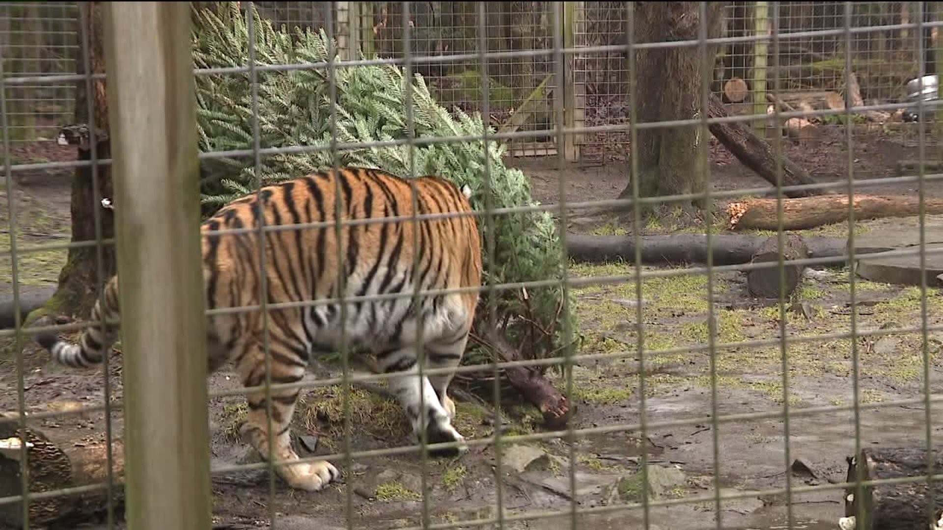 Call for Christmas Trees at Local Zoo