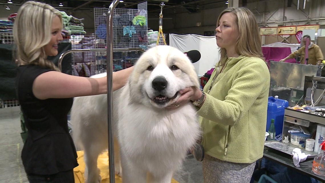 Hundreds of Pooches Competing in Harrisburg Dog Show