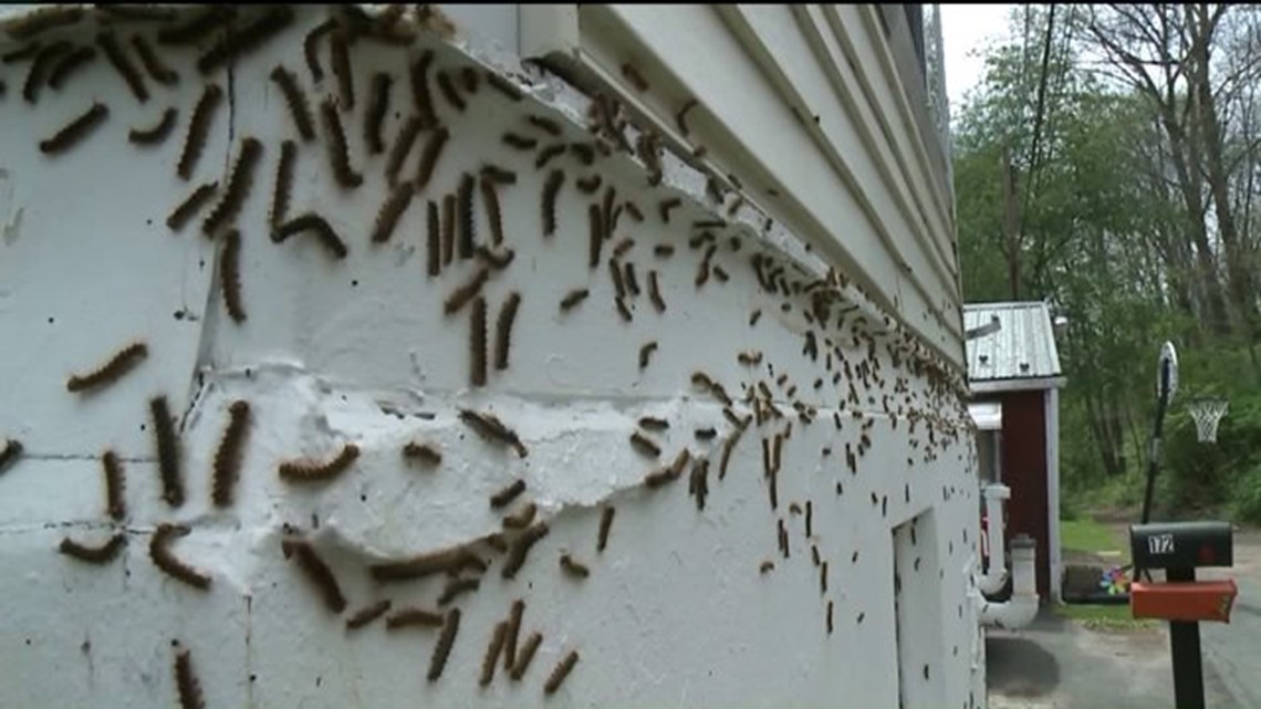 Invasion of Gypsy Moth Caterpillars
