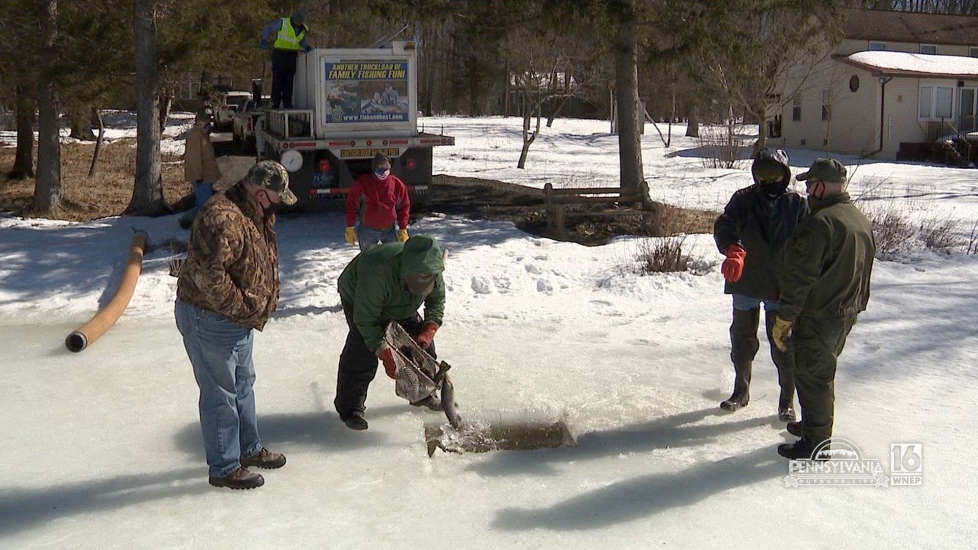 Stocking trout through over 18 inches of ice.