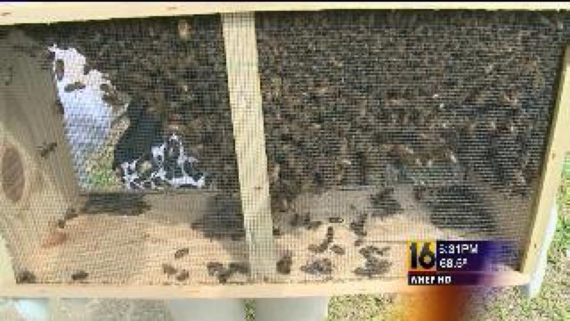 “Bee Day” in Union County