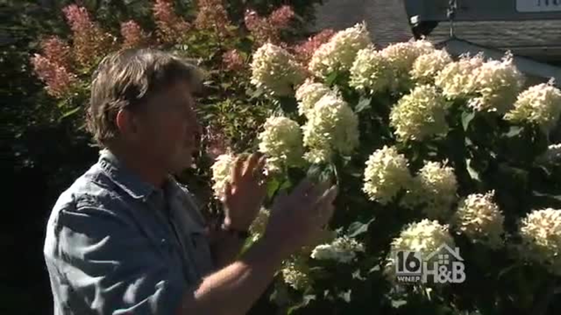 Paul"s Fall Garden  Hydrages Tip