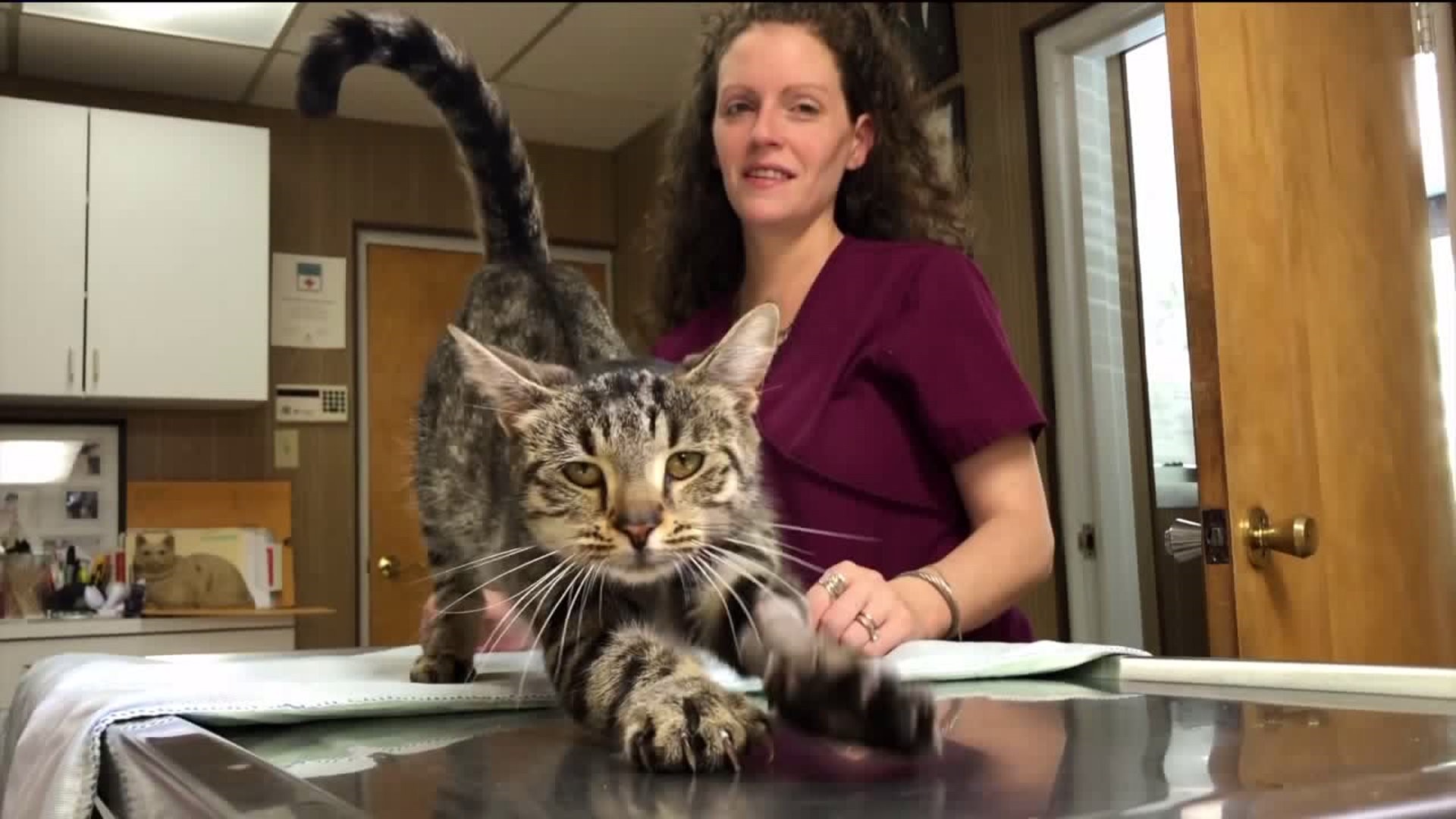 Pregnant Cat Recovers from Gunshot Wound