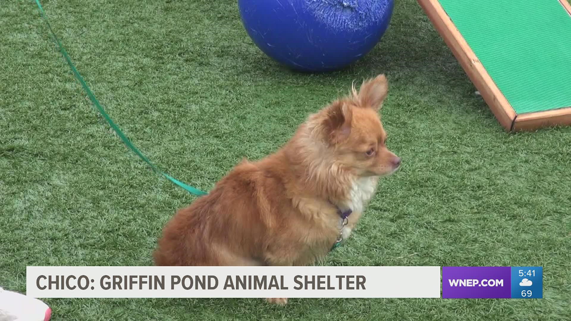 A year ago, Chico the Chihuahua could not walk and was screaming in pain, but now he is doing so well, he is ready to be adopted.