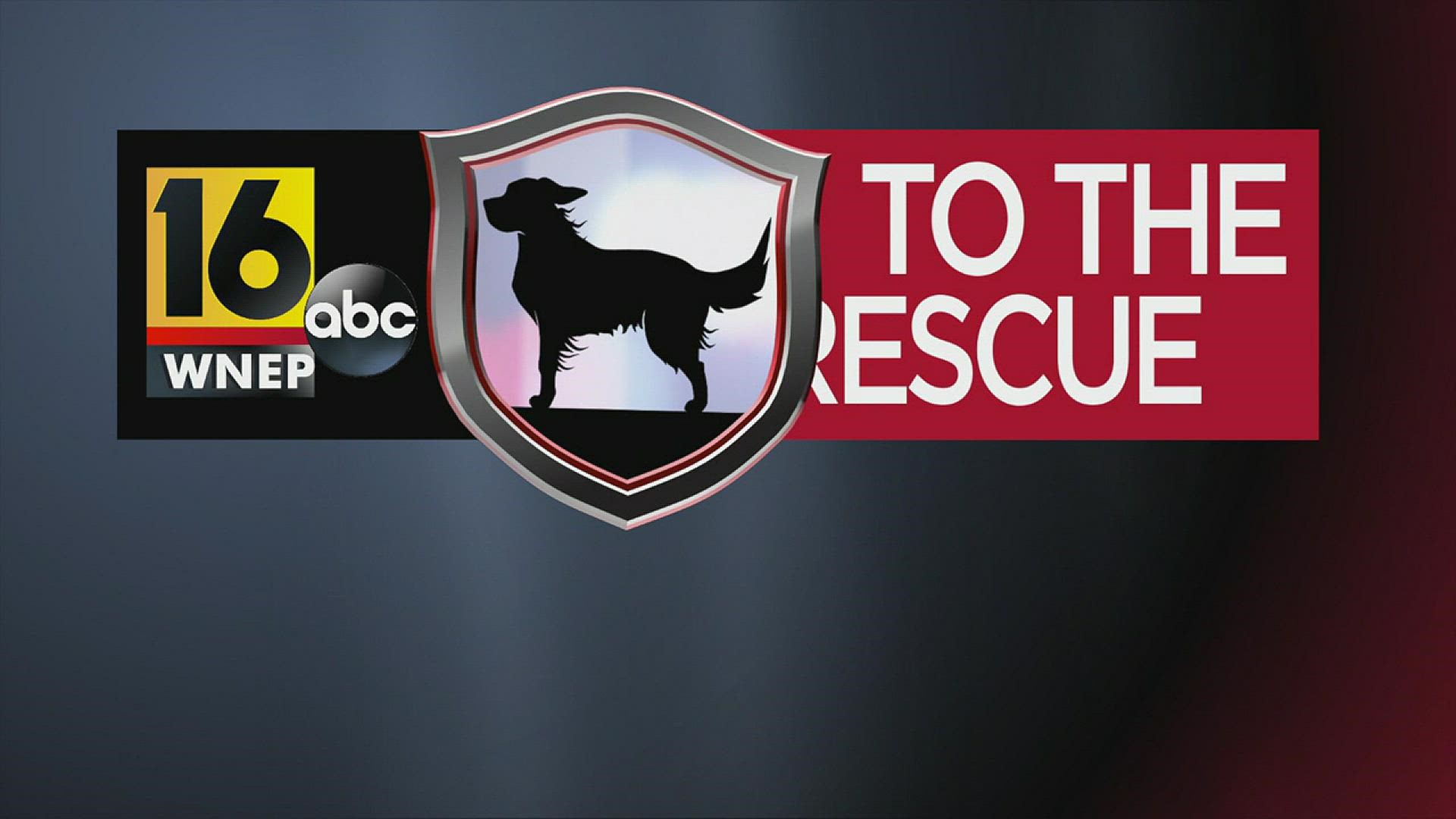 In this week's 16 To The Rescue, we meet a 1-year-old boxer who has spent most of his short life neglected and tied up outside, until about two weeks ago.