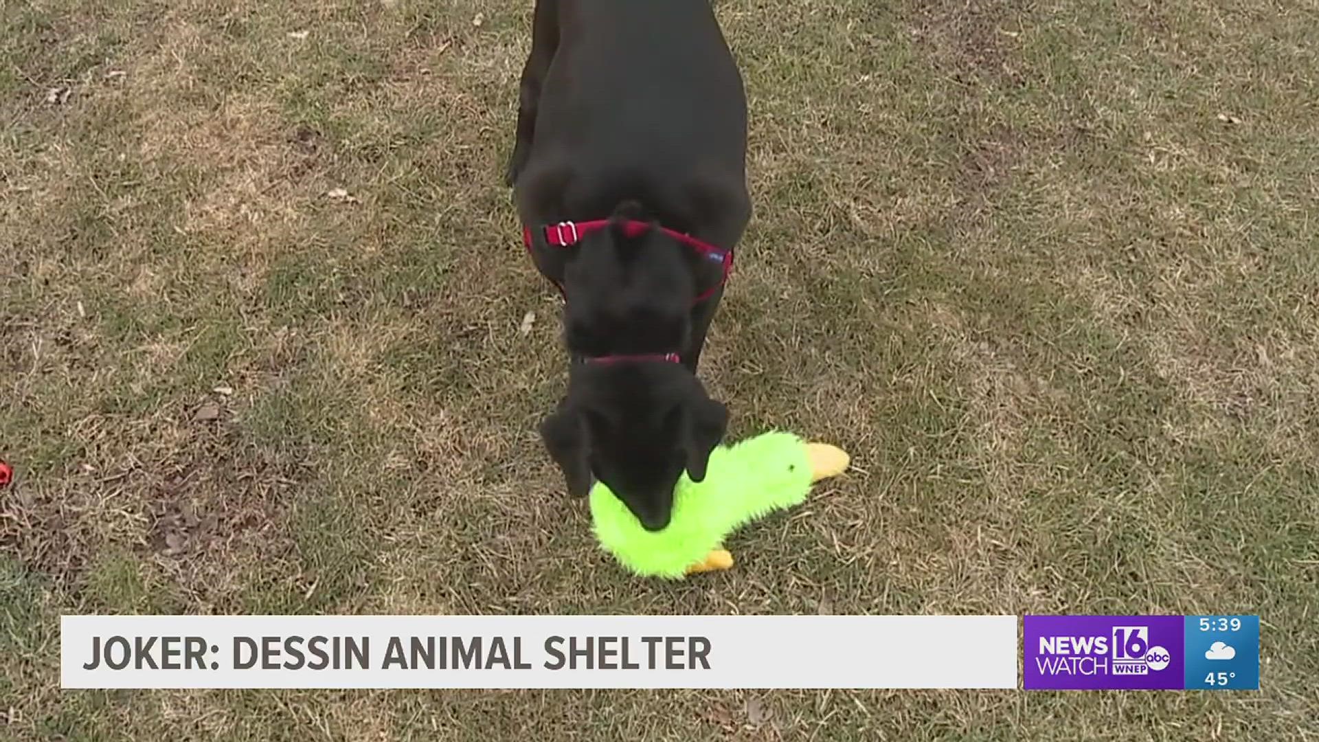 In this week's 16 To The Rescue, we meet a 2-year-old Boston Terrier/Lab mix who gets overlooked at the shelter because he is a little scared of meeting new people.